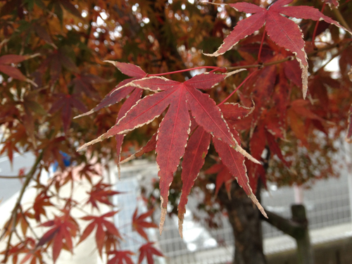 iPhone 4Sで撮影 紅葉した葉っぱ