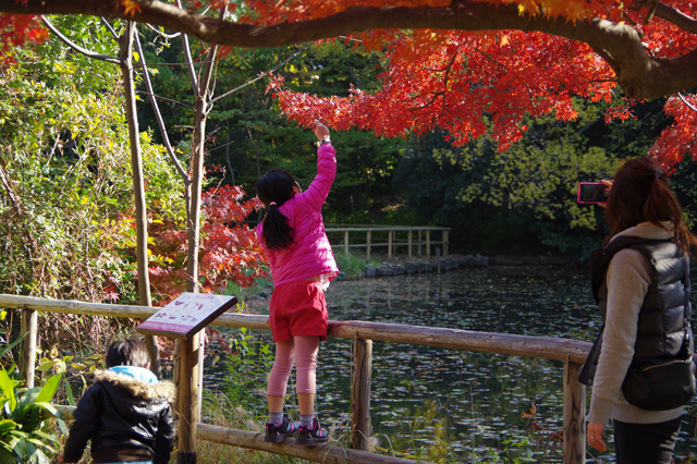 PENTAX K-3 石神井公園 家族で紅葉を楽しむ